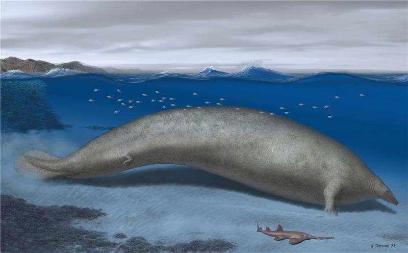 Fossilfund: Wal könnte schwerstes Tier der Welt gewesen sein Die Rekonstruktion von «Perucetus colossus», mit einer geschätzen Körperlänge von circa 20 Metern.
