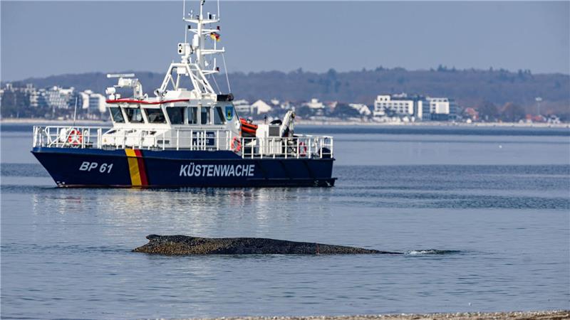 Die Rettung des großen Wals ist laut Experten nicht leicht - es könne auch sein, dass das Tier trotz Rettung wieder strande oder verende.