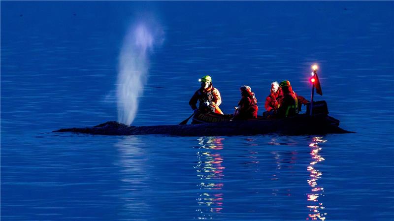 Die Rettung des großen Wals ist laut Experten nicht leicht - es könne auch sein, dass das Tier trotz Rettung wieder strande oder verende.