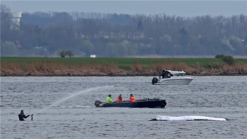 Die Rettungsaktion läuft, aber der Wal sollte am Samstag nicht mehr transportiert werden.