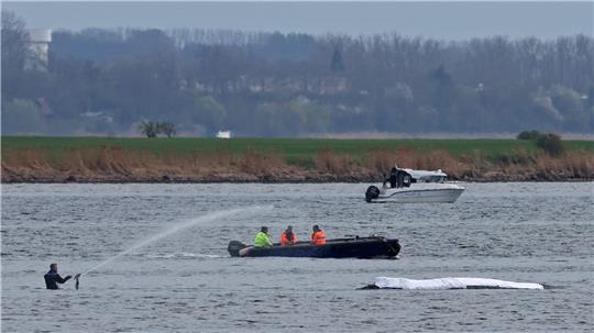 Die Rettungsaktion läuft, aber der Wal sollte am Samstag nicht mehr transportiert werden.