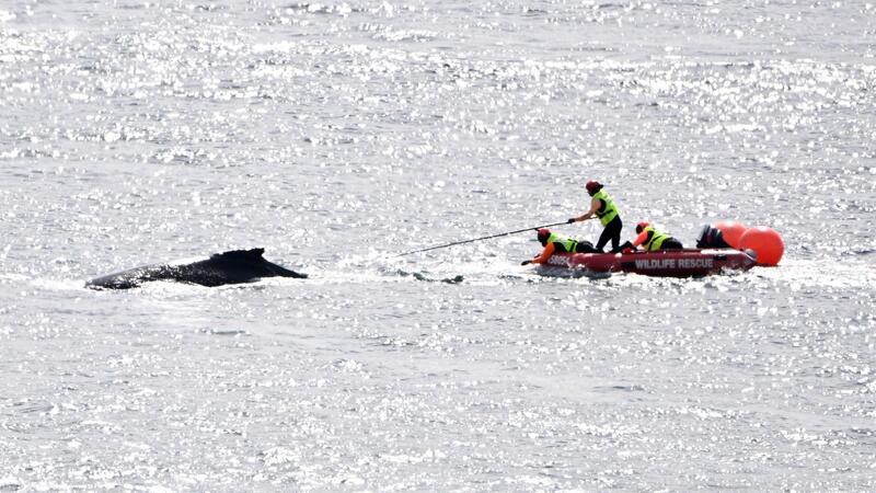 Helfer retten jungen Buckelwal im Hafen von Sydney Die Rettungskräfte in Aktion: Im Hafen von Sydney konnte ein in Seilen und Bojen verhedderter Buckelwal befreit werden.