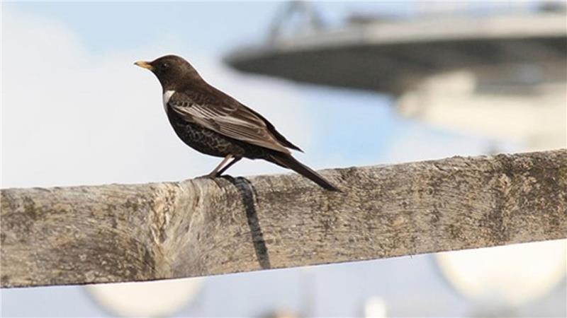 Ein Vogel ist zu sehen.