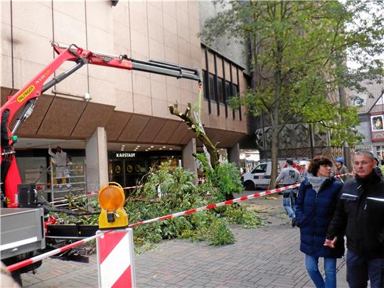 Die Robinie vor dem Karstadt-Eingang wird gefällt.  Foto: Hartmann