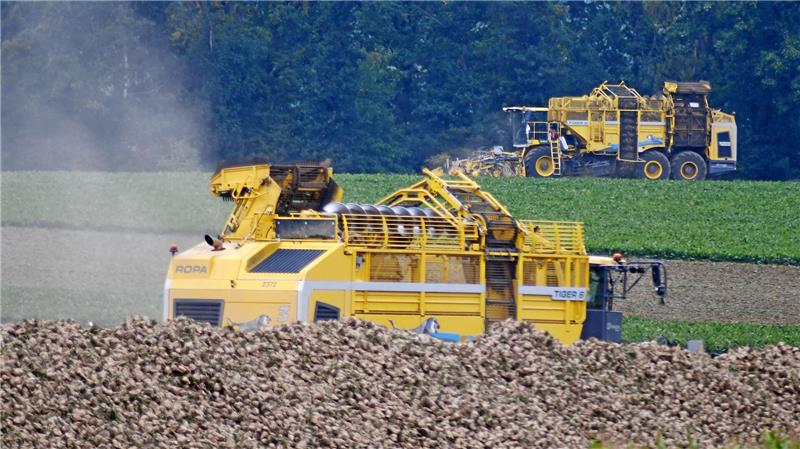 Nach Havarie vor einem Jahr: Wie es in der Zuckerfabrik weitergeht Die Roder holen aktuell die Rüben aus teils knüppelharten Böden.