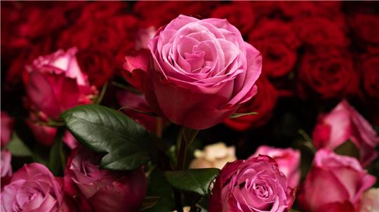 Die Rose ist die mit Abstand beliebteste Schnittblume in Deutschland. (Archivbild)