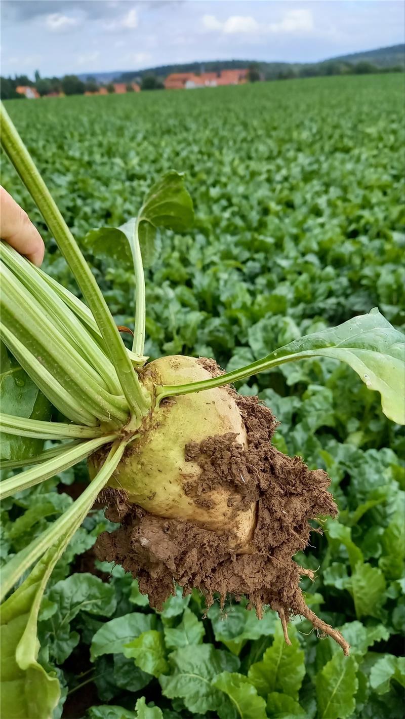 Nordharzer Rübenanbauer blicken zuversichtlich auf die Ernte Die Rüben auf den Feldern kennzeichnet derzeit ein üppiger Blattapparat, wie es in der Anbauersprache heißt. „Bei passender Witterung werden die Rüben das im Boden gespeicherte Wasser nutzen, um überdurchschnittliche Erträge zu bringen“, prophezeit Dr. Clemens Becker, Geschäftsführer des Zuckerrübenanbauerverbands Niedersachsen-Mitte. Foto: ZAV Niedersachsen-Mitte