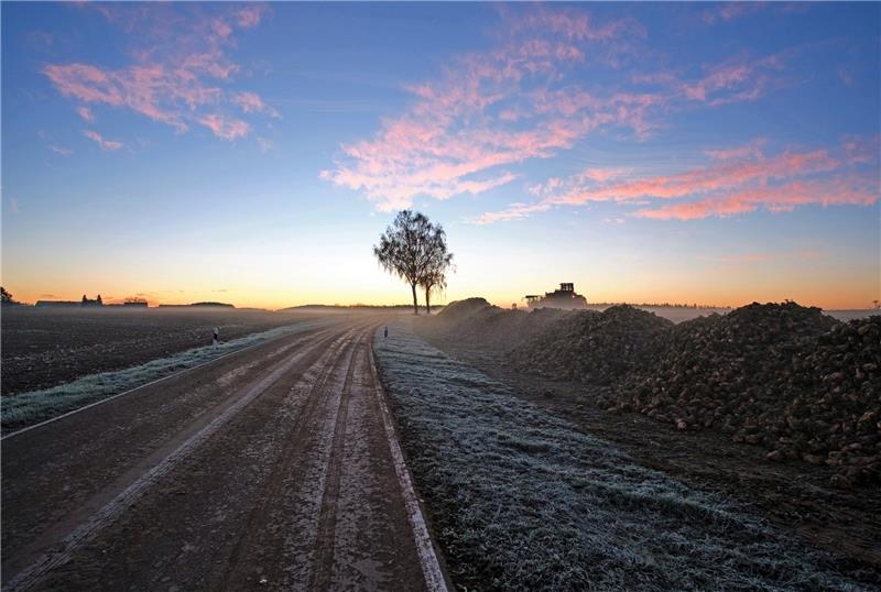 Landwirte im Winter: Beine hochlegen nicht angesagt Die Rübenkampagne dauert weiter an. Noch liegen an den Wegesrändern die gerodeten Feldfrüchte. Foto_ Pixabay