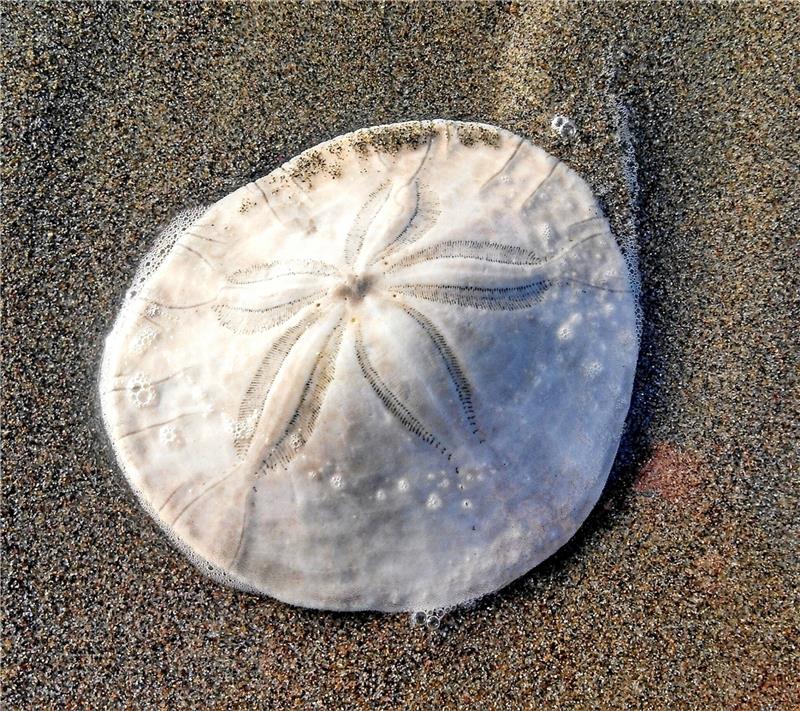 Der „Bullenmarkt“ führt zu den Gewinnen Die Sanddollars (Clypeasteroida) gehören der Klasse der Seeigel an.