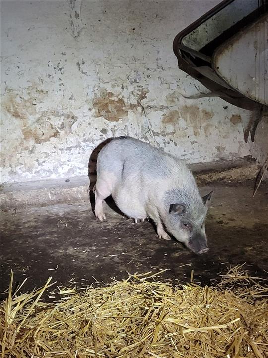 Die Sau fanden die Polizisten in der Nacht in Clausthal-Zellerfeld. Foto: Polizei