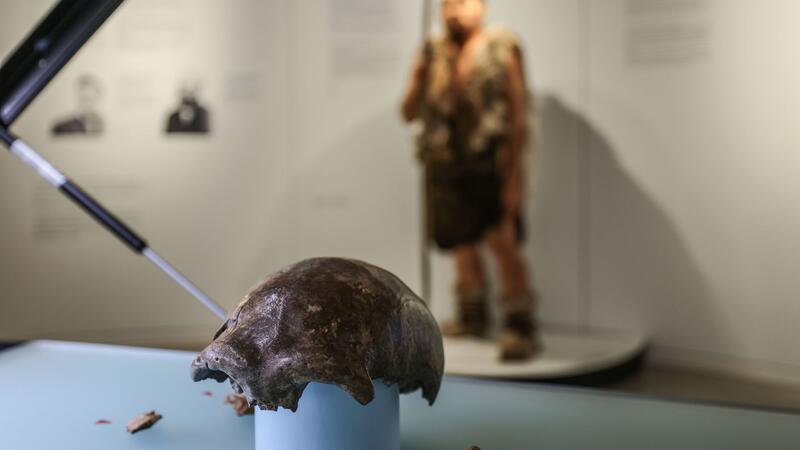 Der Neandertaler, der seiner Art den Namen gab Die Schädeldecke ist das bedeutendste Fundstück, das dem 42 000 Jahre alten Frühmenschen aus dem Neandertal bei Düsseldorf zugeordnet werden kann.
