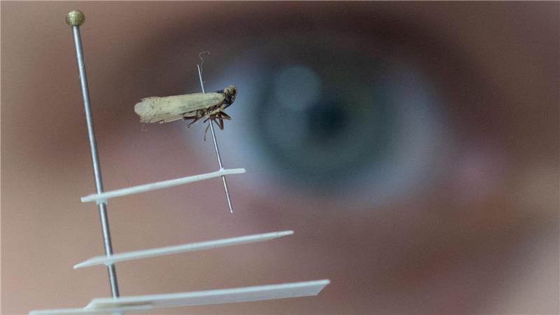 Die Schilf-Glasflügelzikade macht den Kartoffelbauern große Sorgen - ein regulär zugelassenes Mittel gegen den Schädling gibt es noch nicht in Deutschland. (Archivbild)