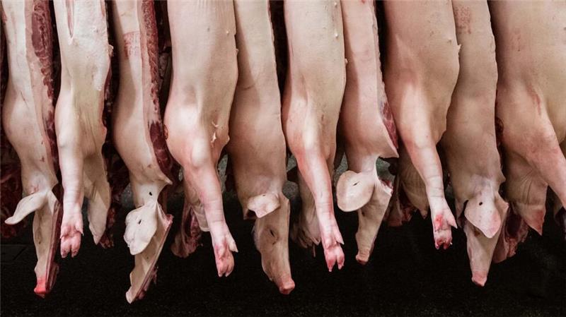 Die Schlachtmenge bei Schweinefleisch ist zuletzt um 1,9 Prozent gestiegen.