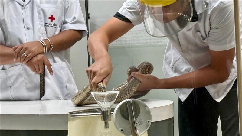 Die Schlangen-Handler gehen sehr routiniert, aber auch vorsichtig vor.