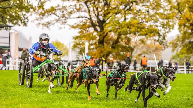 Sechs Hunde ziehen einen Wagen mit einer Person in Schutzkleidung auf einer grünen Wiese mit herbstlichen Bäumen im Hintergrund.
