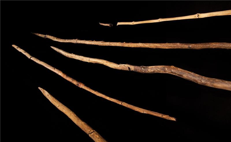 Frühmenschen: Vor 300.000 Jahren versierte Holzbearbeiter Die Schöninger Speere wie sie im Forschungsmusem Schöningen ausgestellt sind.