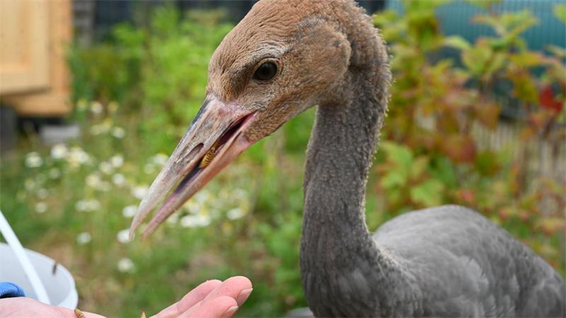 Kranichzentrum erhält unverhofft Schützlinge Ida und Michel Die Schützlinge sind wesentlich zutraulicher als ihre wilden Artgenossen.