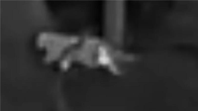 Die Schwarz-Weiß-Aufnahmen des Jägers zeigen die vermeintliche Großkatze.