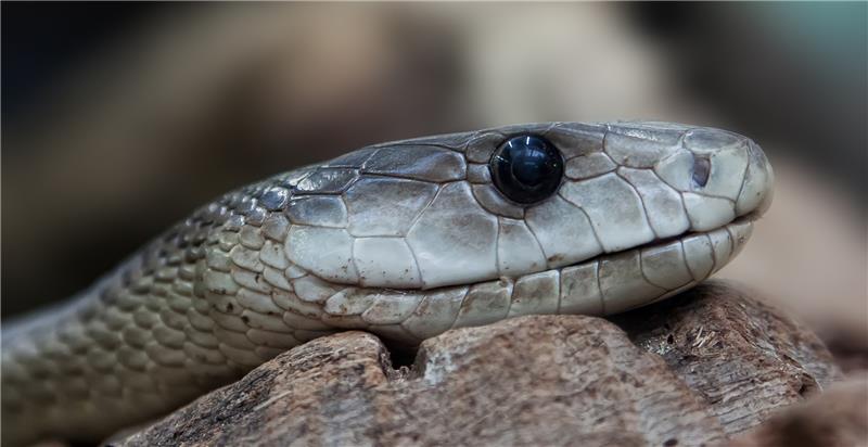 Die Schwarze Mamba kann in der Schladener Tierfarm besucht werden. Foto: Pixabay