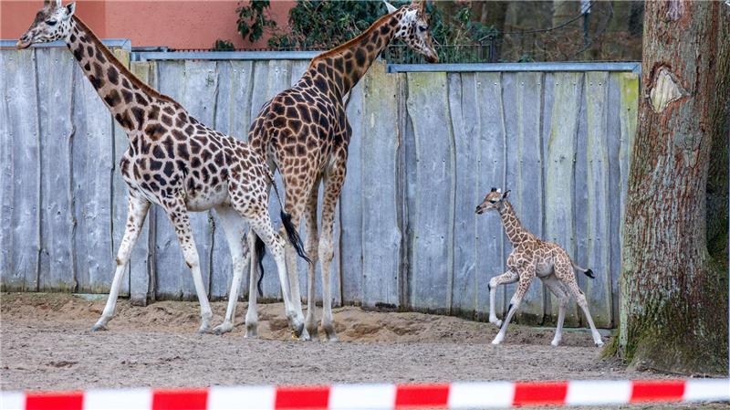Die Schweriner Giraffen-Famile: Mutter Kahlua (v.l.), Vater Madiba und Jungbulle Mojo.