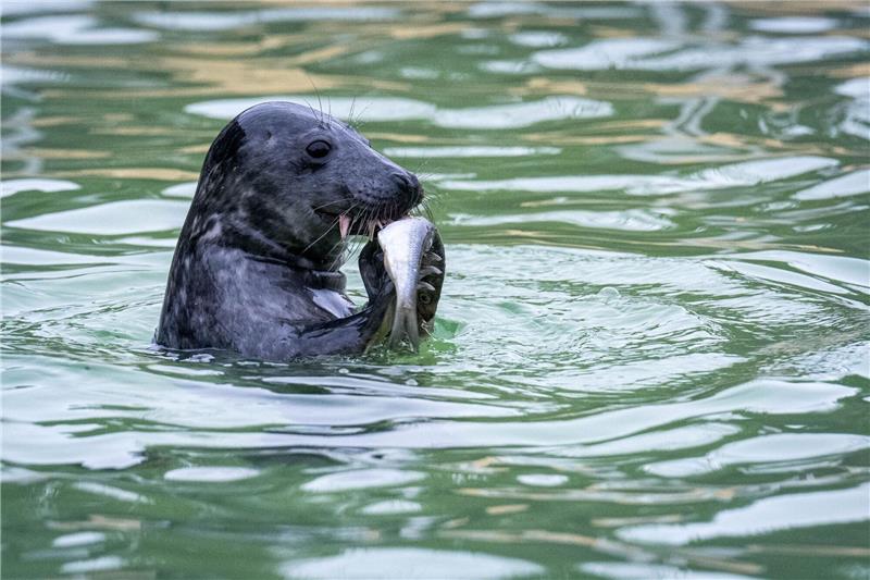 Geburtenrekord bei Kegelrobben auf Helgoland Die Seehundstationen in Niedersachsen und Schleswig-Holstein nehmen die Jungtiere in ihre Obhut. (Symbolbild)