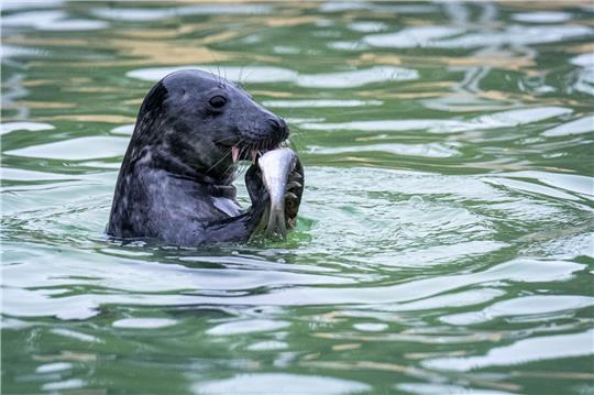 Die Seehundstationen in Niedersachsen und Schleswig-Holstein nehmen die Jungtiere in ihre Obhut. (Symbolbild)