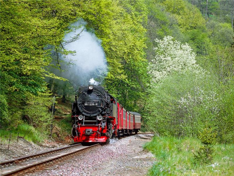 Eine Dampflok fährt durch eine Frühlingslandschaft.