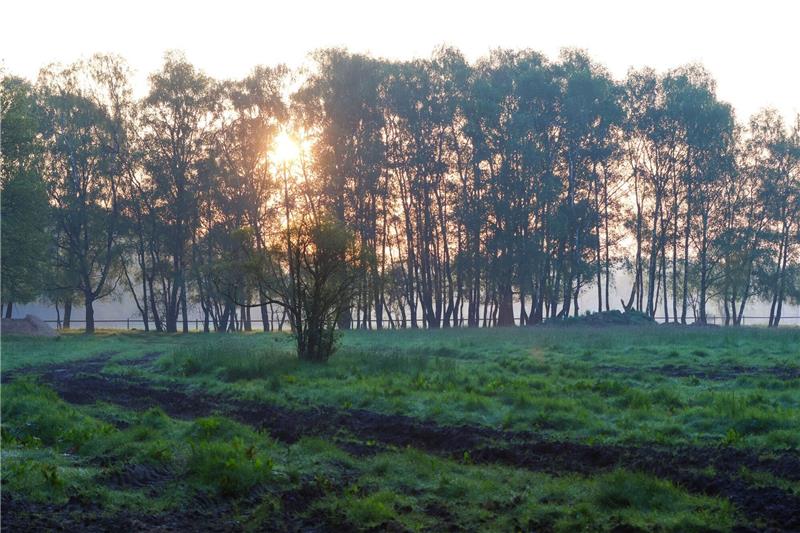 Bedrückte Stimmung: Arians Schicksal bewegt weiter Die Sonne geht am Morgen nahe der Ortschaft Elm hinter Bäumen auf.