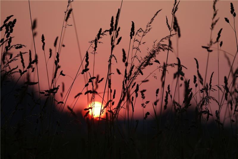 Die Sonne geht am frühen Morgen hinter einer Wiese in Bayern auf.