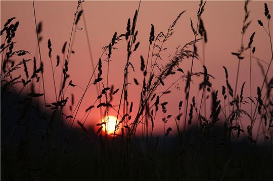 Die Sonne geht am frühen Morgen hinter einer Wiese in Bayern auf.