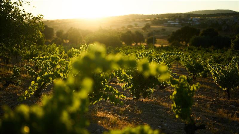 Bilder des Tages Die Sonne geht über einem Weinberg in Navas del Rey am Stadtrand von Madrid unter.