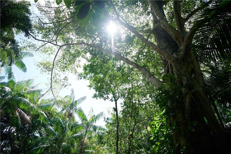Abholzung in Brasiliens Amazonasgebiet deutlich gesunken Die Sonne scheint durch das Blätterdach des Regenwalds nahe der nordbrasilianischen Stadt Belem.