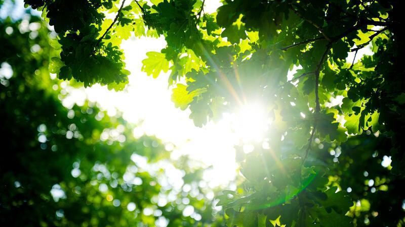 Die Sonne scheint durch die Blätter einer Eiche.