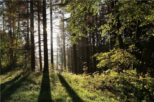 Die Sonne scheint in einem Wald zwischen Bäumen hindurch.
