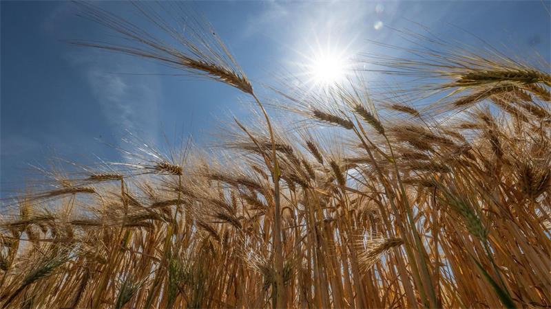Die Sonne steht über einem Getreidefeld.