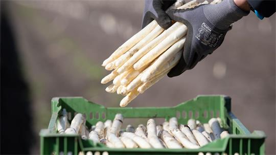 Die Spargelproduktion in Niedersachsen ist etwa um 5,4 Prozent im Vergleich zum Vorjahr gestiegen.