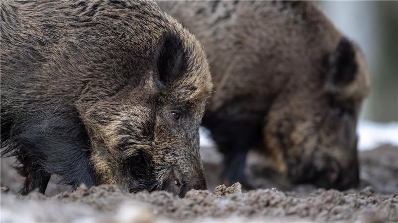 Zwei Wildschweine steht auf einem Plateau im Wald und wühlen bei der Futtersuche mit der Schnauze im Erdboden.