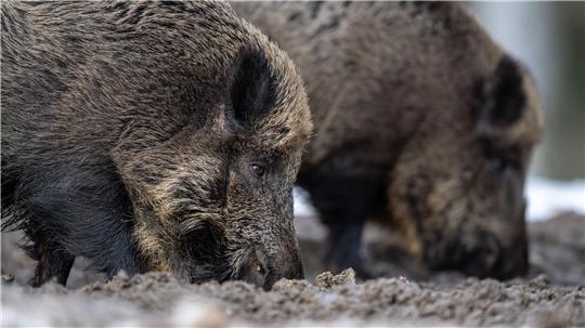 Zwei Wildschweine steht auf einem Plateau im Wald und wühlen bei der Futtersuche mit der Schnauze im Erdboden.