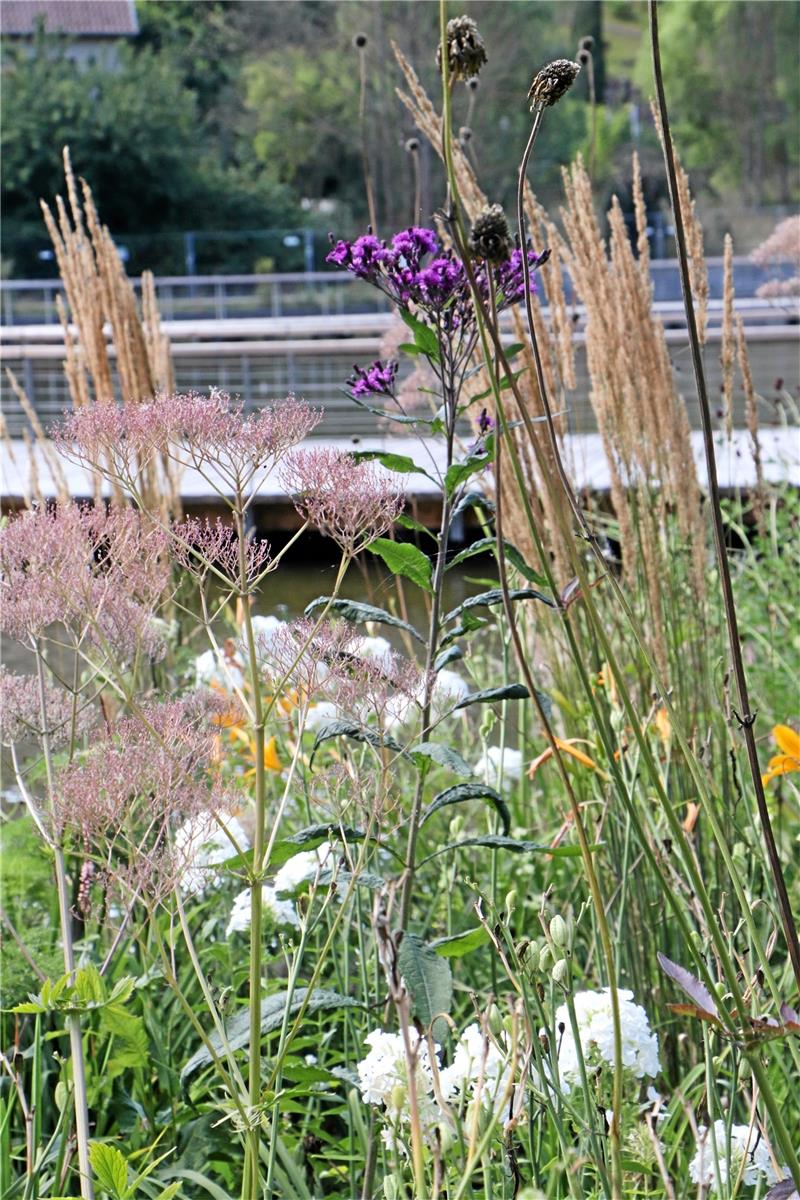 Schirmherr besucht Blumenareal in Bad Gandersheim Die Stauden entfalten schon ihre Pracht – wie hier am Rundsteg des Sees.