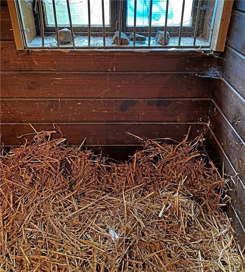 Die Steine liegen noch auf der Fensterbank und die Glasscherben im frischen Stroh. Das muss jetzt komplett raus.
