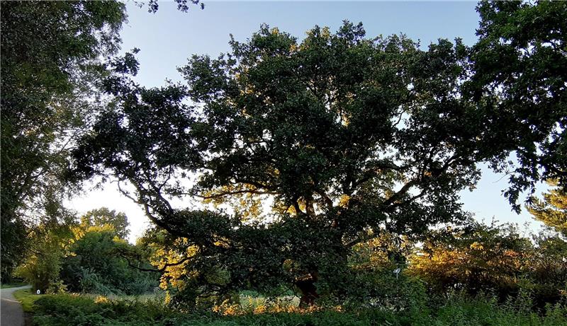Die Stieleiche steht in der Nähe des Golfplatzes. Fotos: Potthast