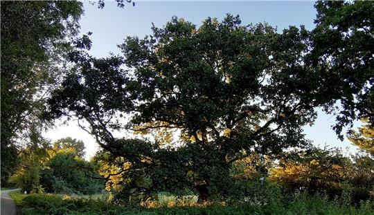 Die Stieleiche steht in der Nähe des Golfplatzes. Fotos: Potthast