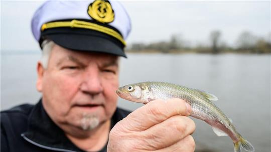 Die Stintsaison in der Elbe nimmt Fahrt auf. 