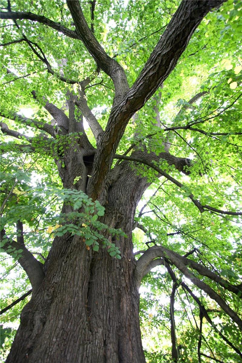 Die „Stollenlinde“ ist ein ganz erstaunlicher Baum. Eine Naturgewalt, deren imposante Kraft und Größe einem erst bewusst wird, wenn man unter ihrer Krone am Stamm steht und das Auge nach oben schweifen lässt. So mancher Baum-Tourist war schon da. Trifft er auf Dr. Uwe Steinkamm, bekommt er gleich noch die Baumgeschichte dazu erzählt. Fotos : Schenk/Kempfer