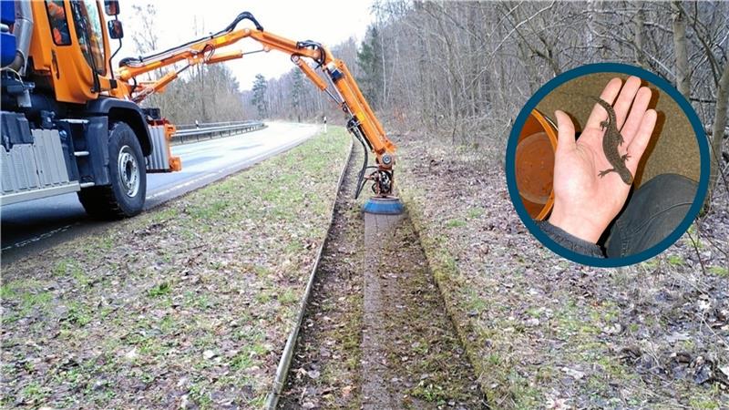 Die Straßenmeisterei hilft bei den Aufräumarbeiten an der Krötenbarriere. | (Kleines Bild) Ein seltener Gast: Die Umweltschützer fanden einen Kammmolch in einem der Eimer. Fotos: Privat