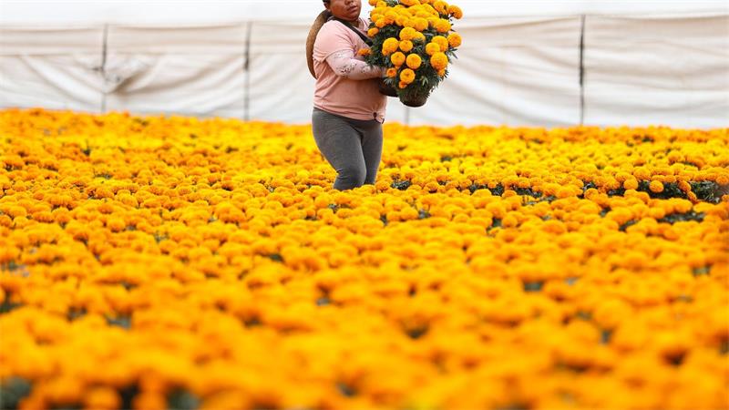 Die Studentenblumen werden auch verwendet, um Gräber und Altäre in den Häusern zu dekorieren. 