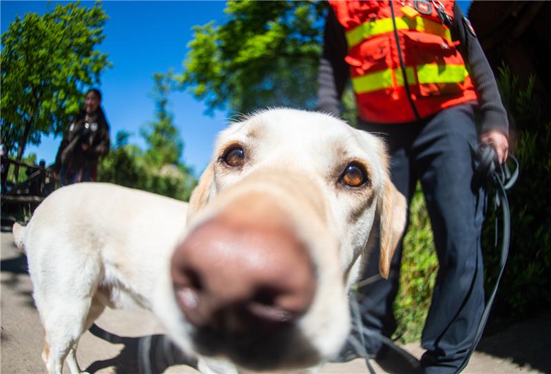 Polizei sucht mit Spürhunden nach vermisstem Mann in Wolfshagen Die Suchaktion der Polizei endet am Sonntagmorgen, zum Einsatz kamen auch Personenspürhunde. Symbolbild: Christophe Gateau / pa/dpa