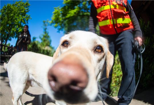 Die Suchaktion der Polizei endet am Sonntagmorgen, zum Einsatz kamen auch Personenspürhunde. Symbolbild: Christophe Gateau / pa/dpa