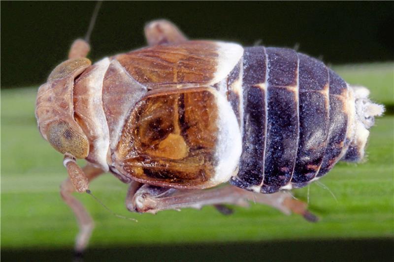 Die Taigaspornzikade (Criomorphus borealis) steht auf der Roten Liste.  Fotos: Kunz/Witsack