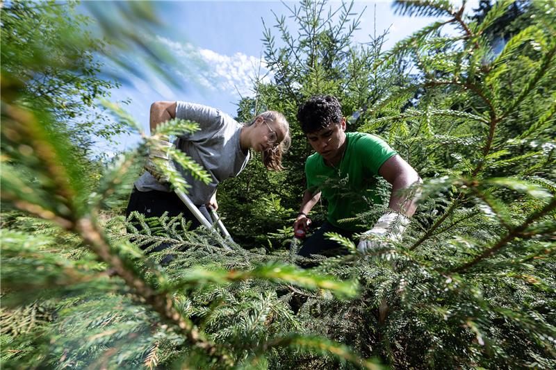 Internationales Workcamp nahe Wildemann endet Die Teilnehmer Marco Axel Garavito Zamarron (r) aus Mexiko und Laurine Mannens aus Belgien entfernen Fichten aus einem Bachlauf im Harz. An dem alljährlichen Workcamp des Internationalen Jugend-Gemeinschaftsdienstes (IJGD) bei den Niedersächsischen Landesforsten sind Teilnehmer nehmen jungen Menschen aus Belgien, Bulgarien, Mexiko, Spanien, der Türkei und Deutschland teil. Jugendliche und Betreuer aus acht Ländern haben gemeinsam Aufgaben bei der Waldpflege übernommen und sich über Nachhaltigkeit und Klimawandel ausgetauscht. Foto: Swen Pförtner/dpa